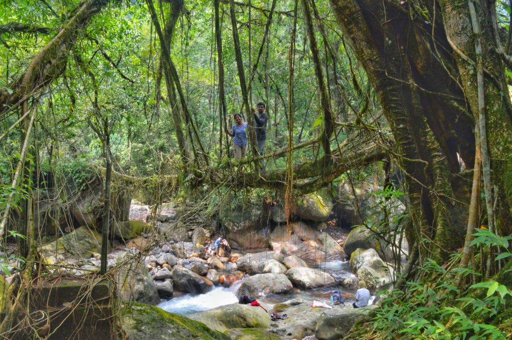 Living Root Bridges of Meghalaya