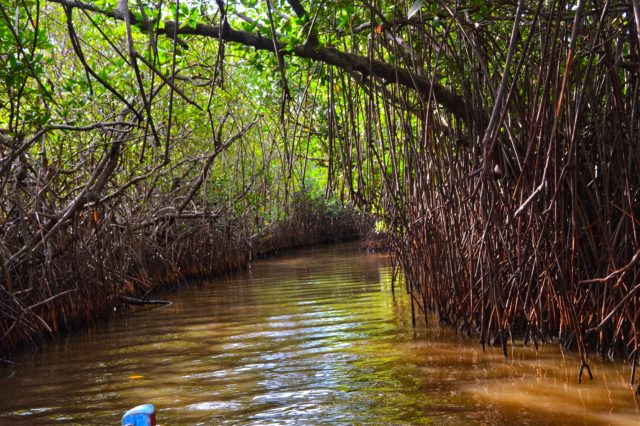 A day in the second largest Mangrove forest of India, Pichavaram ...