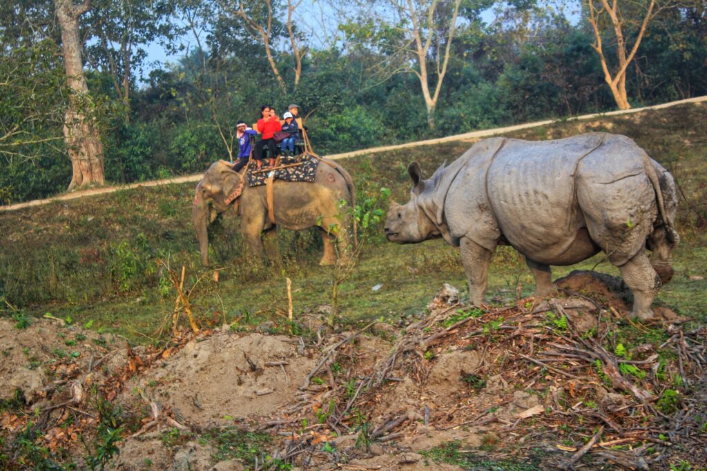 Kaziranga National park, Assam