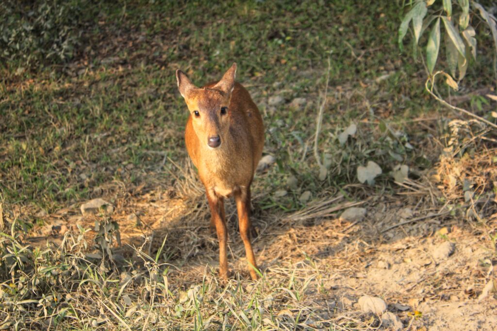 Top things to do in Assam